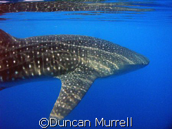 Whale shark, Puerto Princesa Bay, Palawan, the Philippines by Duncan Murrell 